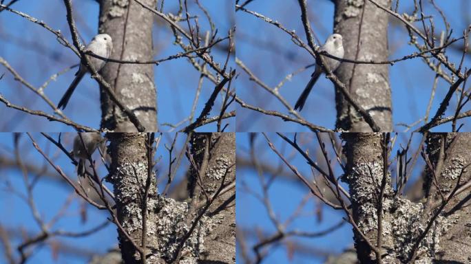 白俄罗斯春季建造巢中的长尾山雀或长尾灌木丛 (Aegithalos caudatus)