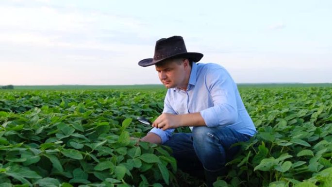 植物专家检查田间大豆。生态的概念，自然产物。