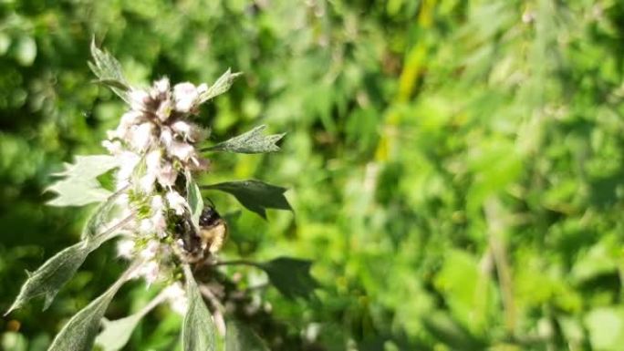 大黄蜂在益母草上收集花蜜