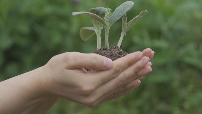 托起希望保护地球公益广告慈善嫩苗发芽概念