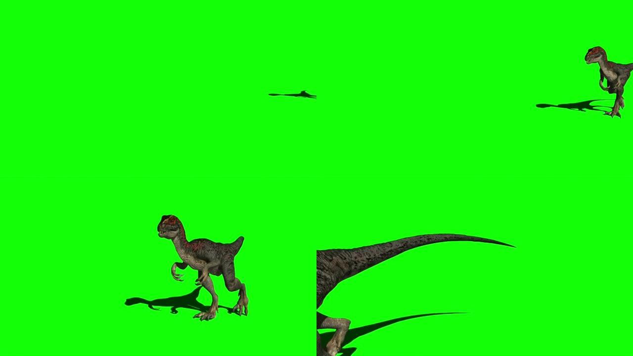 在绿色屏幕上行走的迅猛龙恐龙