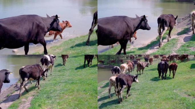 在河边的绿色草地上放牧的牛群。牧羊人领着一群奶牛。