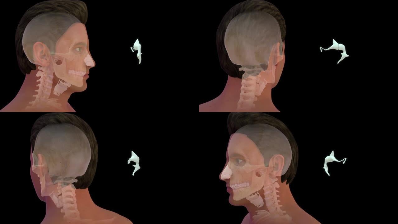 人类颅骨-中耳