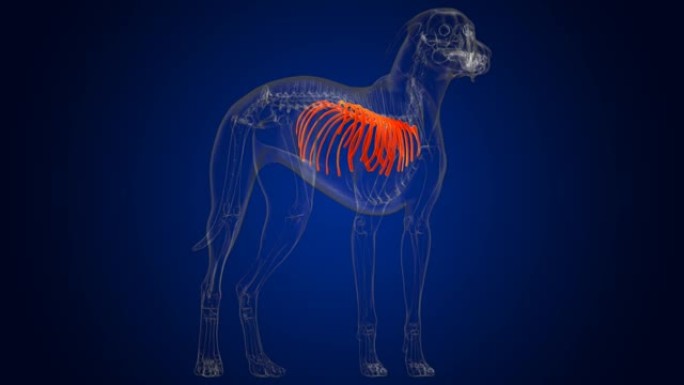 肋骨骨狗骨骼解剖医学概念3D