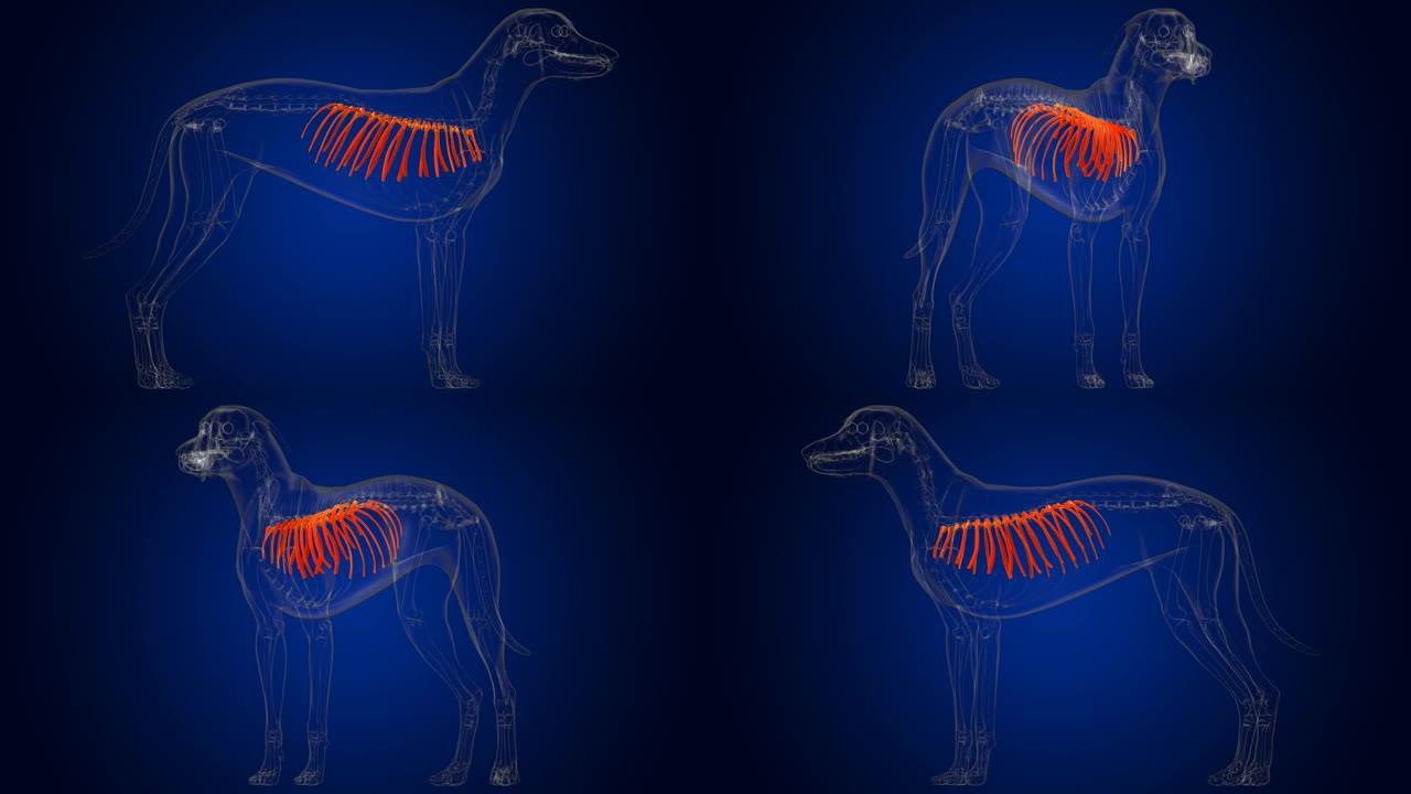 肋骨骨狗骨骼解剖医学概念3D