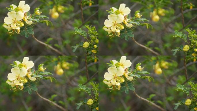 美国加利福尼亚州花园的黄色番泻叶花。决明子烛木春天纯净绽放，浪漫的植物气息，娇嫩的花朵。春季浅色。柔