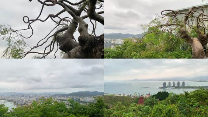 海南三亚鹿回头景区一棵大树