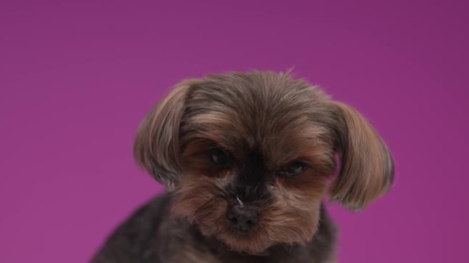 可爱的约克夏犬舔鼻子，在紫色背景上向侧面和上方看
