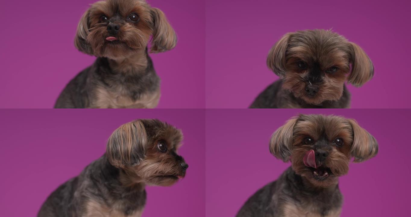 可爱的约克夏犬舔鼻子，在紫色背景上向侧面和上方看