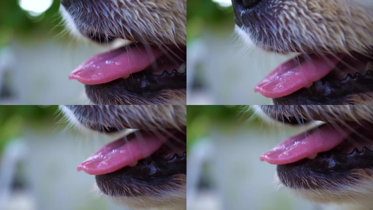 口博美犬的特写镜头。