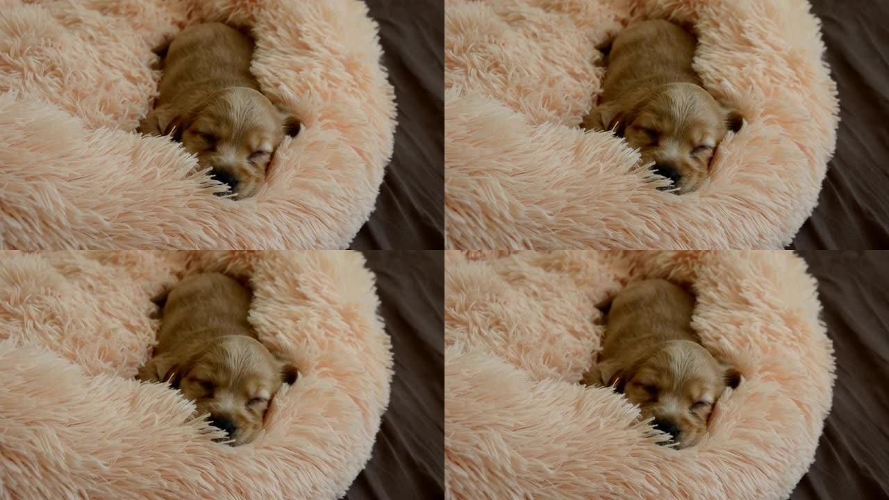 一只年轻的英国可卡犬睡在床上，睡梦中抽搐。