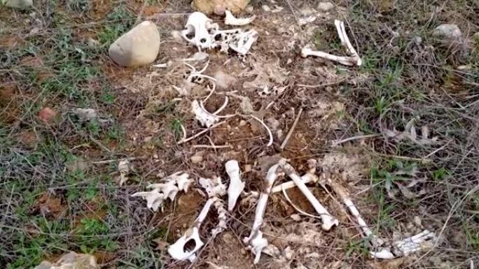 骨头残骸，猫科动物的骨头，在田野中间被撕成碎片的家猫
