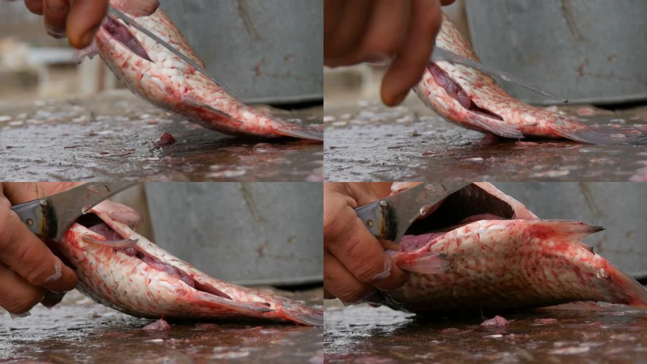 渔夫割断了一条刚抓到的活泼大鱼的肚子。里面有内脏和很多鱼子酱。清洁鱼以进一步烹饪
