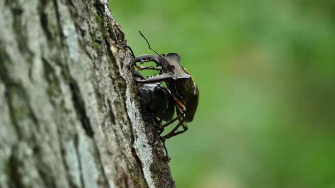 鹿角甲虫的求爱