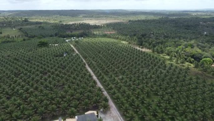椰子树种植园生产椰子水