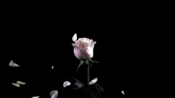 白玫瑰花瓣落在黑色背景上孤独站立的白玫瑰上