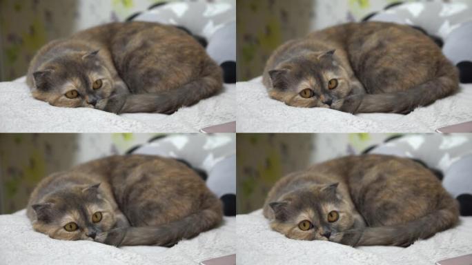 4K.侧视图。猫，躺在床上，使用带有绿屏模型的智能手机。