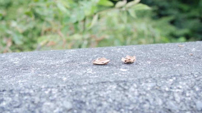 在日本，被啮齿动物切开并留在叶子上的栗子壳