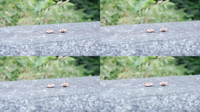在日本，被啮齿动物切开并留在叶子上的栗子壳