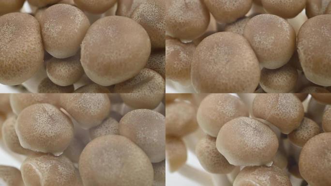 白色和棕色的Shimeji蘑菇