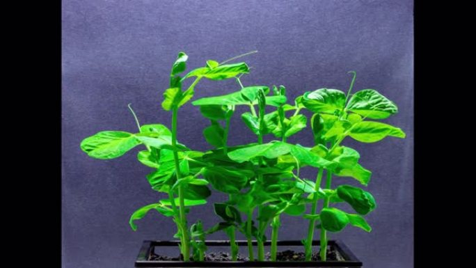 雪豌豆种子在五天内缓慢生长成植物的时间流逝