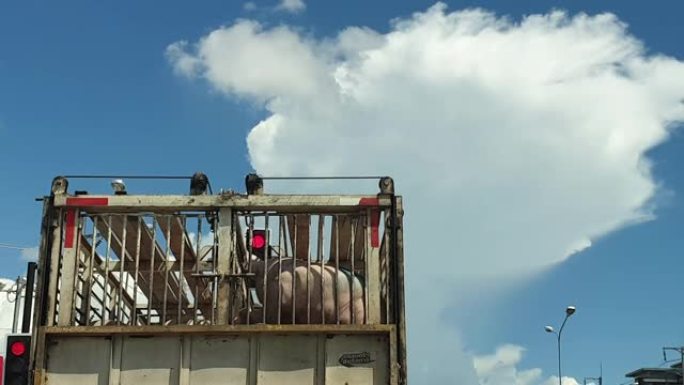 牲畜运输卡车在公路上移动猪食用猪肉