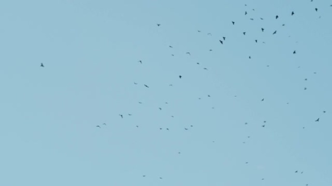 一群乌鸦在空中盘旋，夏日