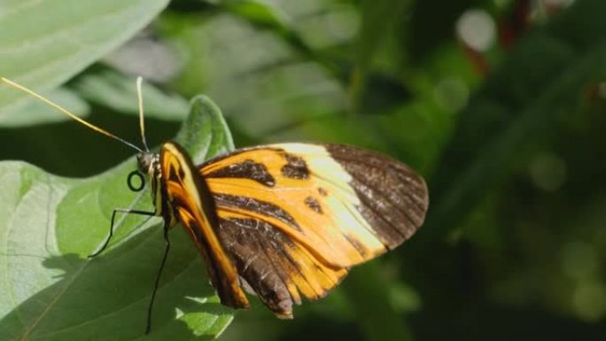 老虎长翼蝴蝶Heliconius hecale的特写