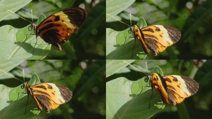 老虎长翼蝴蝶Heliconius hecale的特写