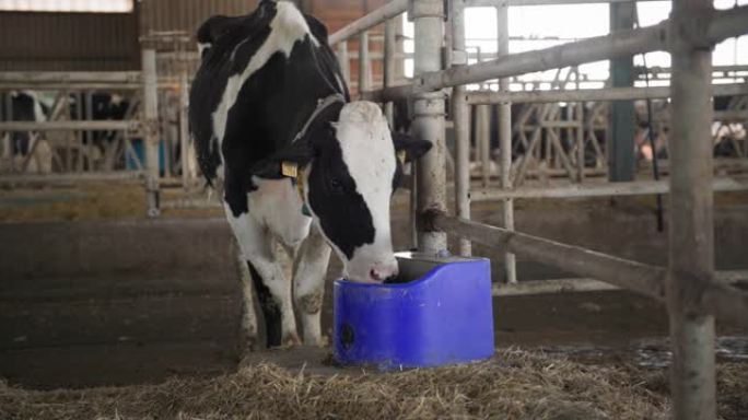 牛奶现代农场，美丽的母牛，耳朵上有数字，从byre的吸管杯中喝水