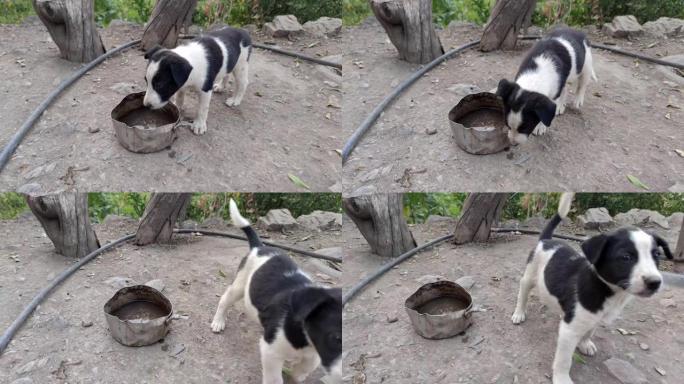 可爱的新生小狗喝水，可爱的小狗