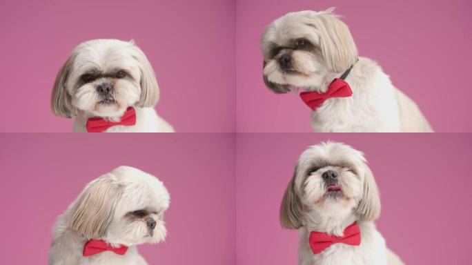 甜美的西施犬舔着嘴，向一边看，穿着粉红色背景的红色领结