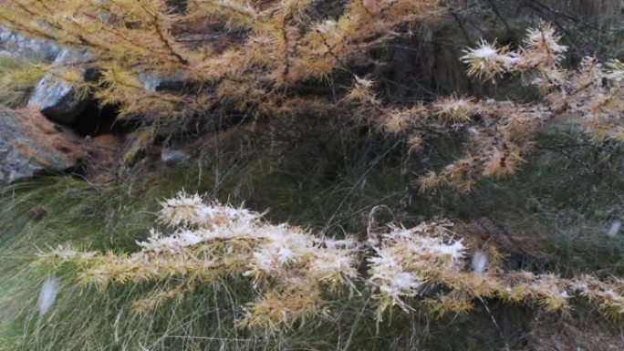 一年中的第一场雪，山，落叶松，云杉，风景，