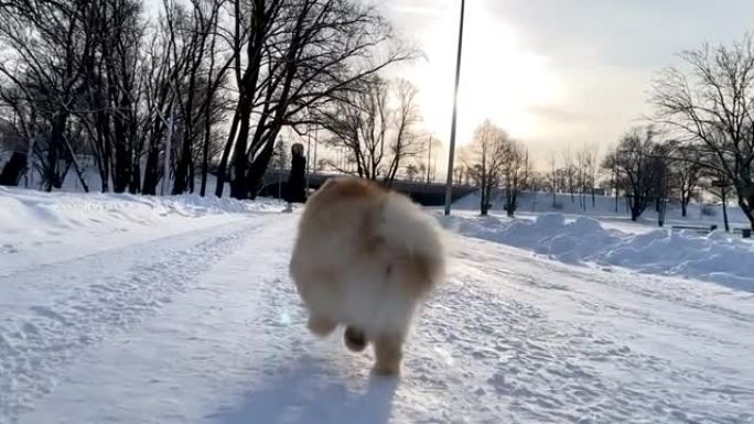 活跃的狗波美拉尼亚斯皮茨在深雪中奔跑和玩耍