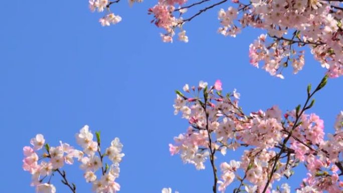 湛蓝的天空下樱花绽放的花