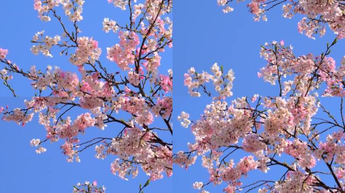 湛蓝的天空下樱花绽放的花