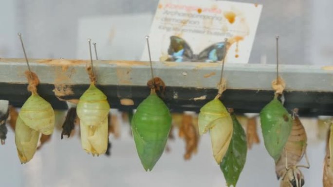 人工体内各种种类和大小的绿色和棕色蝴蝶茧或p幼虫。温度和湿度控制的培养箱。