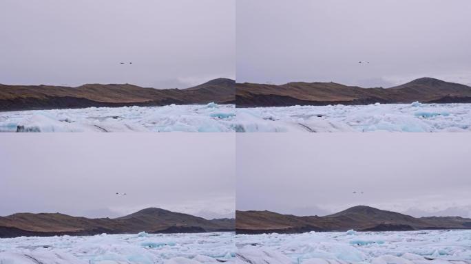 在冰岛钻石海滩的冰面上飞翔的鸟儿