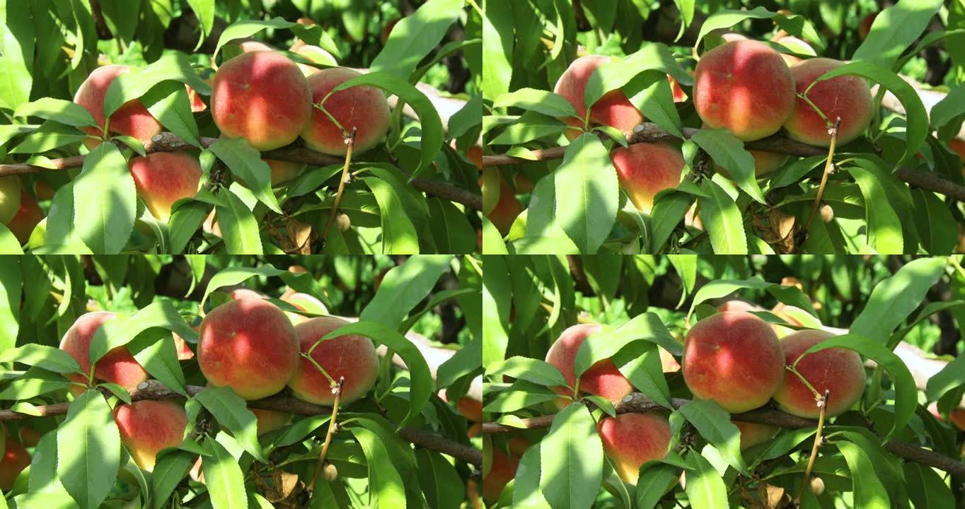 树上生长的桃子。有机水果。新鲜桃子