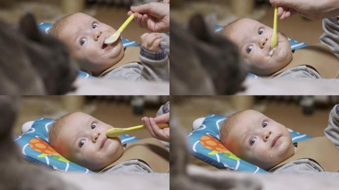 6个月大的可爱宝宝用勺子吃粥，家猫有助于喂养婴儿，吸引宝宝注意。