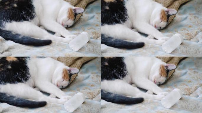 猫躺在瓶子附近的床上，身上放着安眠药。失眠概念