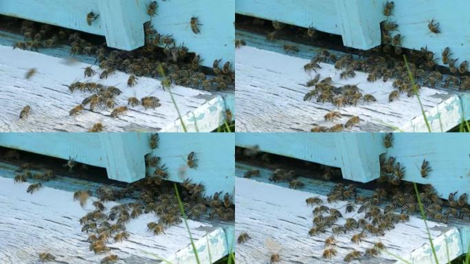 木制蜂巢特写背景上的4k蜜蜂