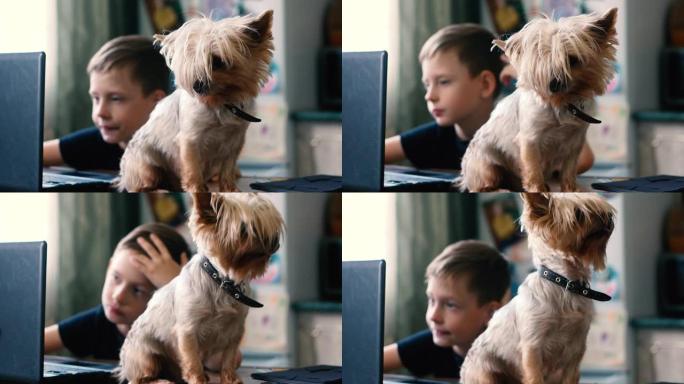 儿童和狗联合在家消遣主题。白人男孩在桌子旁边的计算机上做作业，坐着一只Yoksher梗狗。宠物