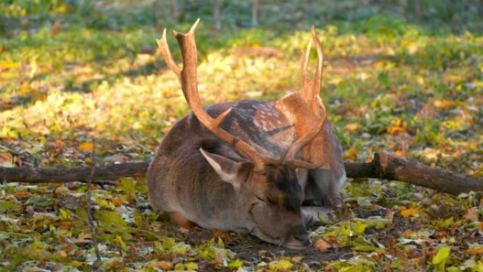 欧洲小鹿 (Dama dama) 睡在大自然的秋天森林中。普通小鹿的雄性在阳光照射下关闭