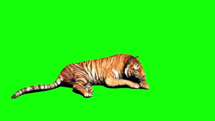 老虎在绿色屏幕上四处张望