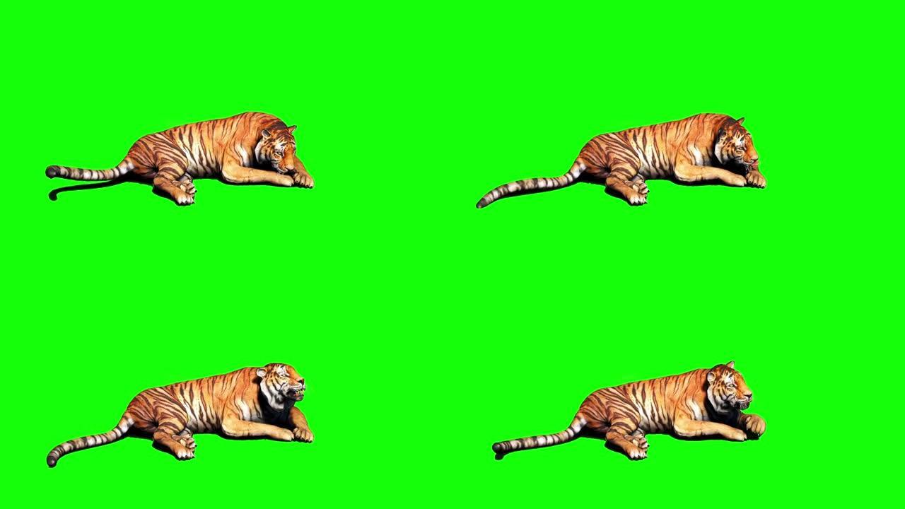 老虎在绿色屏幕上四处张望