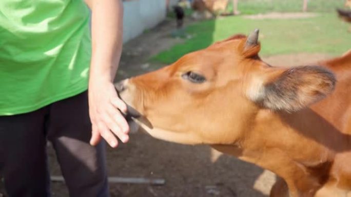 一头年轻的母牛舔着农夫的手。兽医可爱的棕色牛角小牛