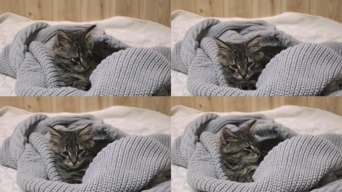 有趣的昏昏欲睡的小猫正在准备一个寒冷的秋天，冬天。在温暖的针织毛毯上的虎斑猫，毛衣。舒适概念，供暖季