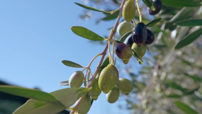 橄榄油从橄榄树树枝上慢动作滴落，天然产品用于食品、美容和保健行业。橄榄油收获，自然界中的有机抗氧化剂