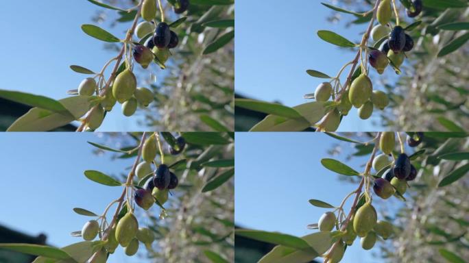 橄榄油从橄榄树树枝上慢动作滴落，天然产品用于食品、美容和保健行业。橄榄油收获，自然界中的有机抗氧化剂